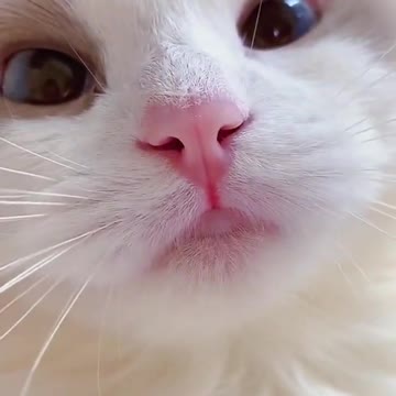 Very cute cat / muewww / you haven't seen