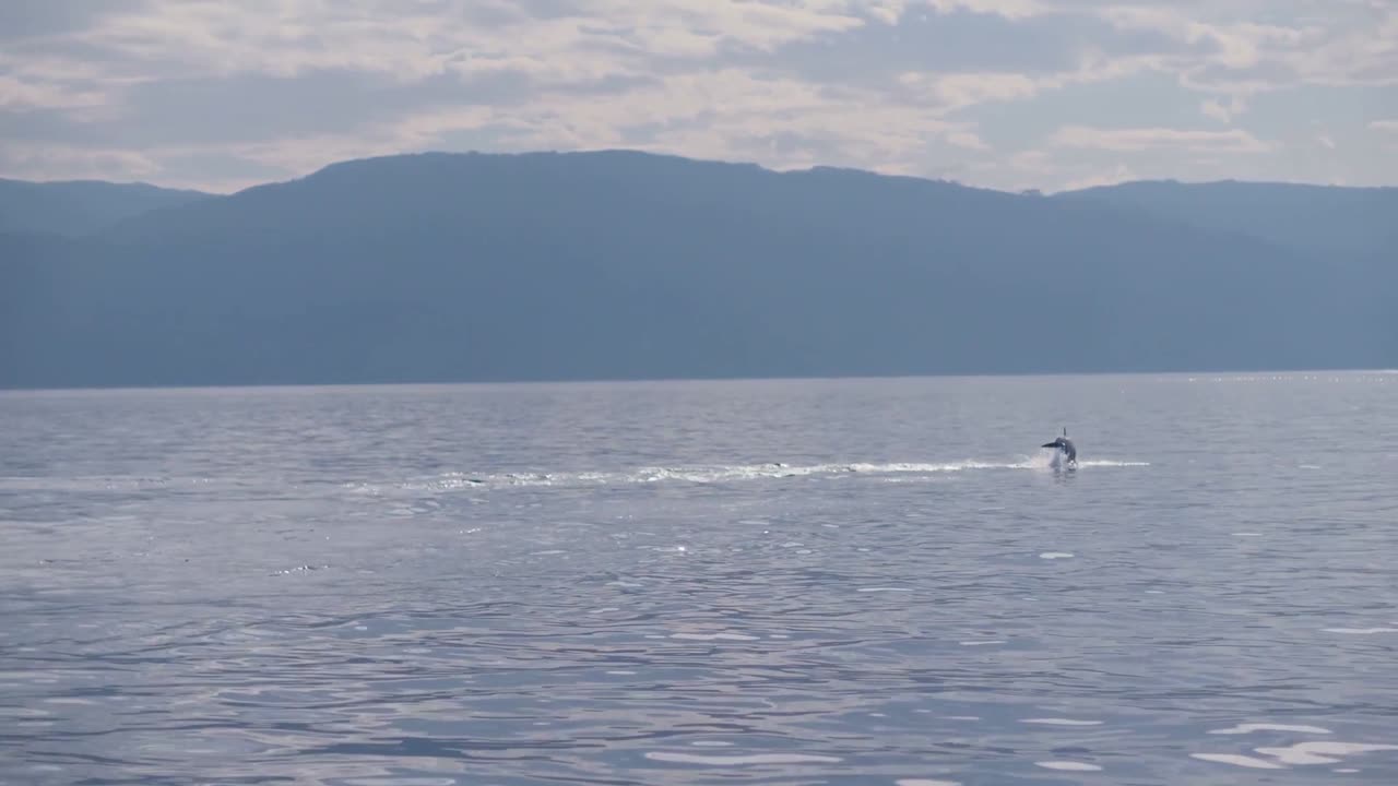 Into the Wild with Dolphins