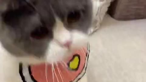 Cat cute Funny_Video