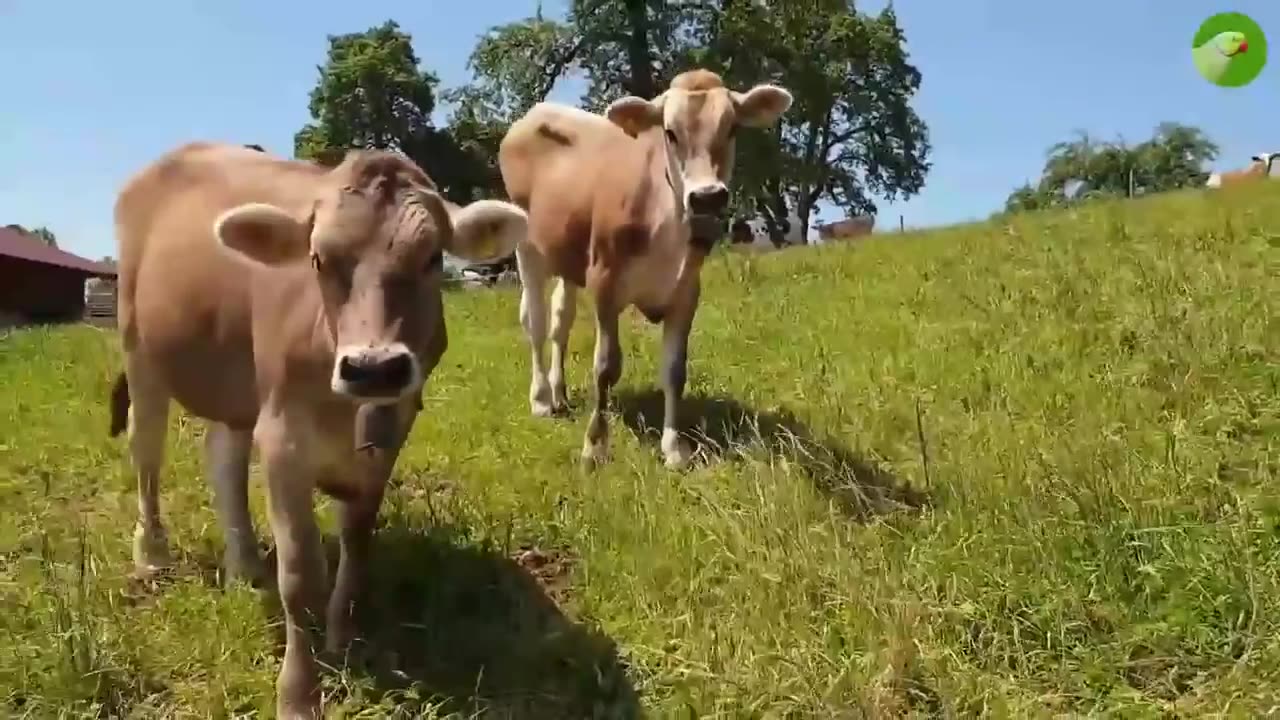 COW VIDEOS 🐄 COWS GRAZING IN A FIELD 🐄 COWS MOOING