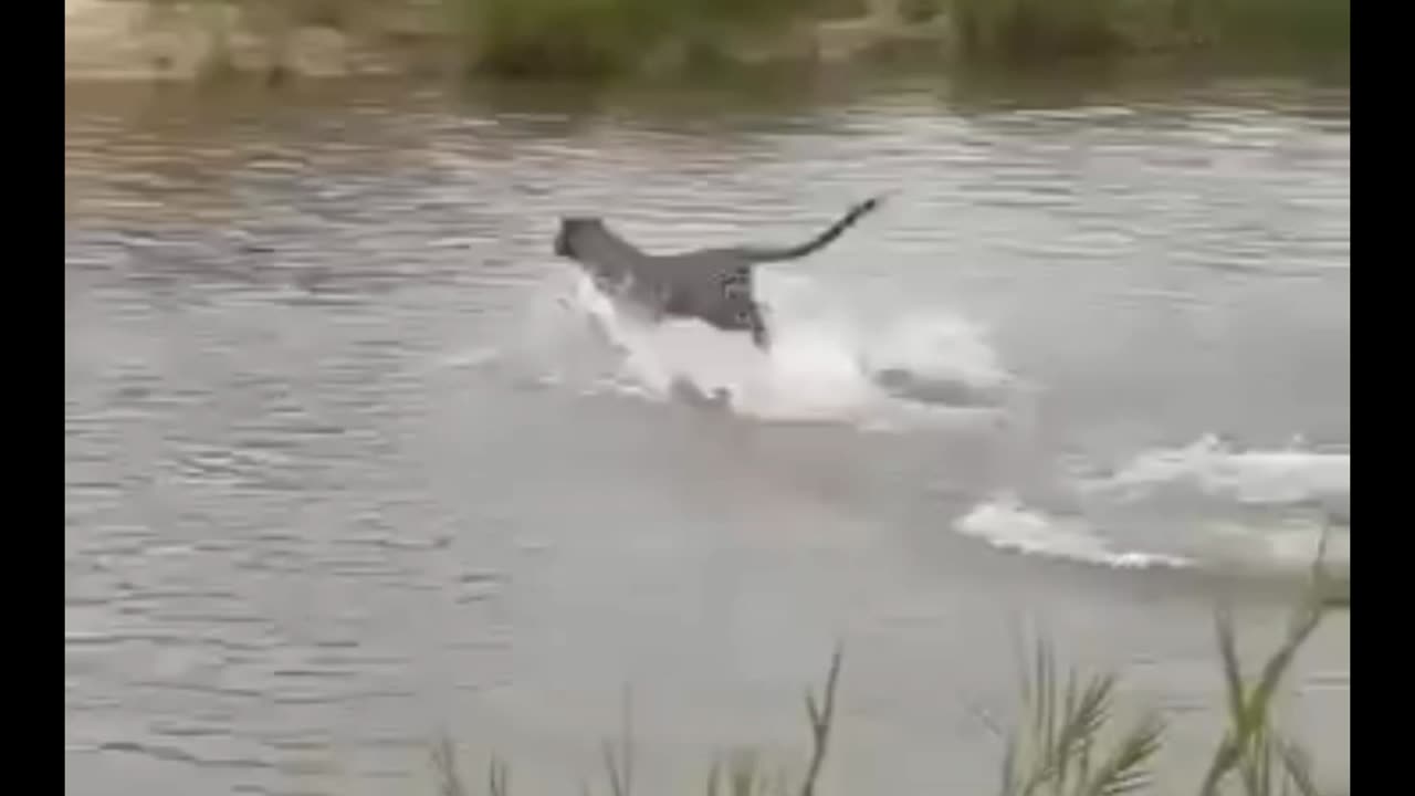The Stone Drift female crossing the Sand River 🐆