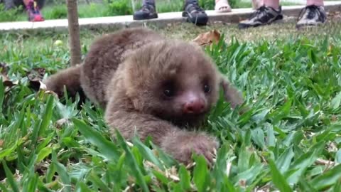 Precious Baby Sloth Takes First Steps