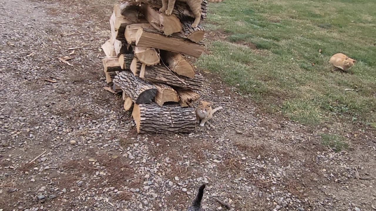 cats having some fun on the fire wood