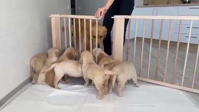 Golden Retriever Dad Meets His 11 Puppies