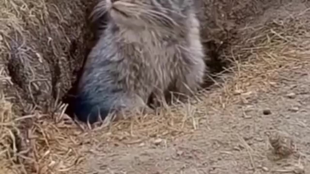 Pallas's cat