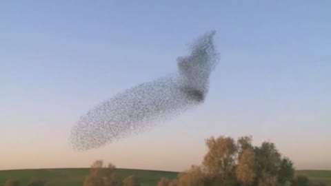 Massive 'murmuration' of starlings in Israel's skies