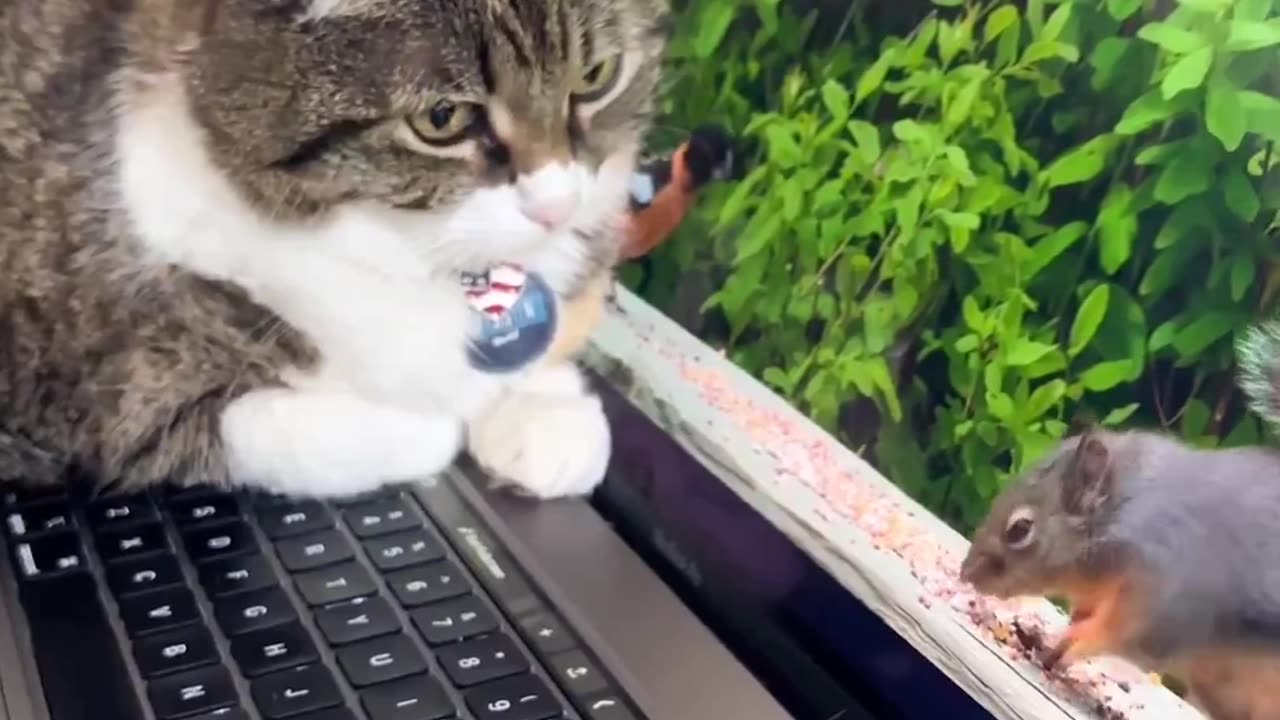 Cat with laptop 😱🤣