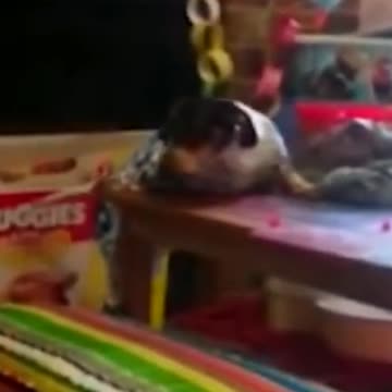 cutest lab dog. #short. short