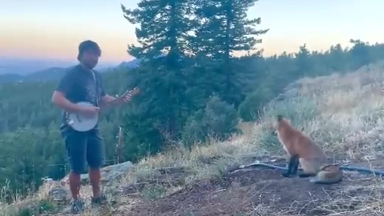 This Fox Loves Good Music