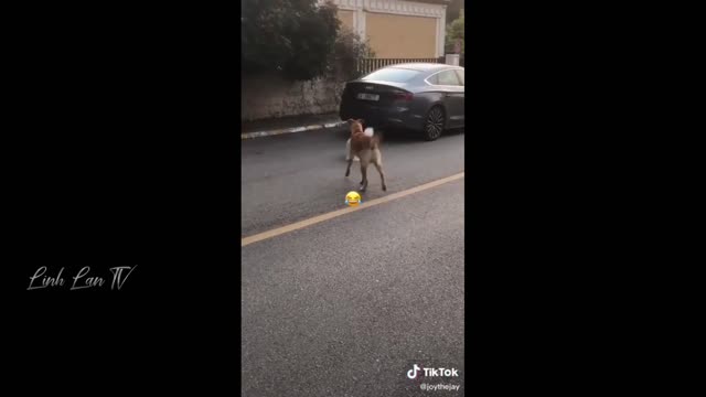 Funny Moments Of The Year Compilation