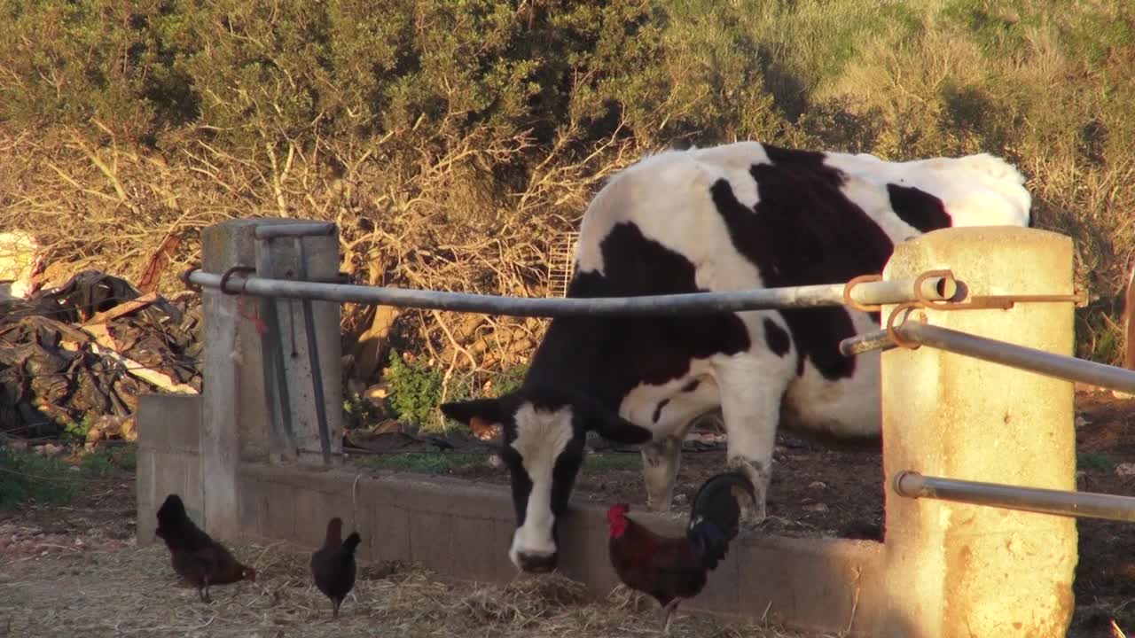 Cattle Calves Farm Cows Tractor Agriculture