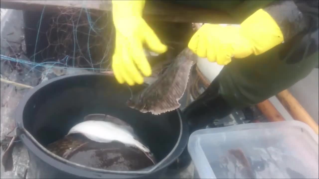 Lidt mere fiskeri med Toggegarn i Svendborgsund - 54 fladfisk og 1stk Torsk på 3kg.