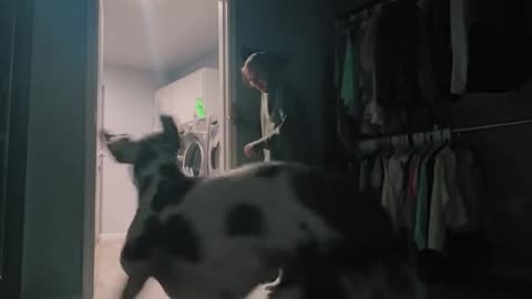 Watch me scare my Great Dane so bad that he getsthe zoomies