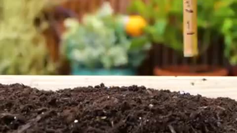 Fantastic Planting And Grafting Hacks To Grow Any Tree Faster 🌳