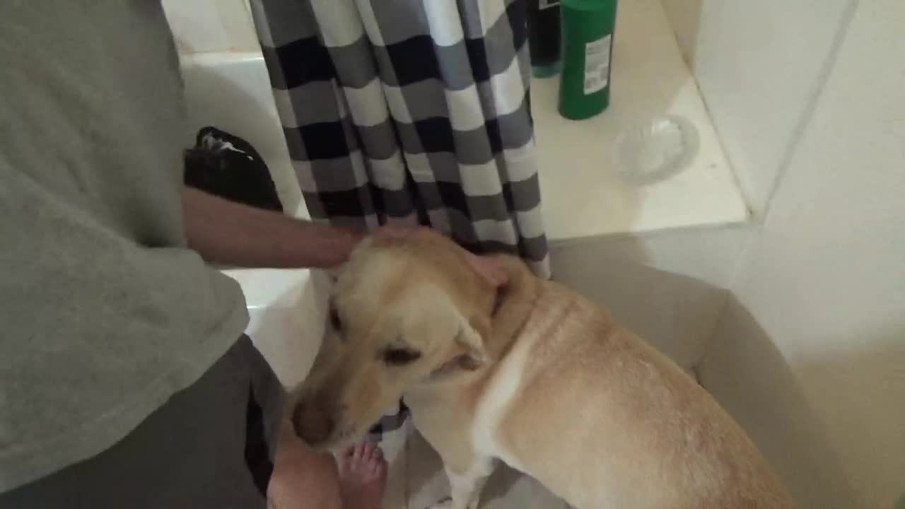 Doggy bath time