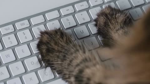 Tabby cat is typing text on a computer keyboard