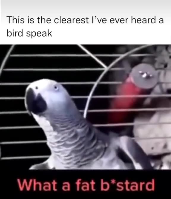 English parrot :D