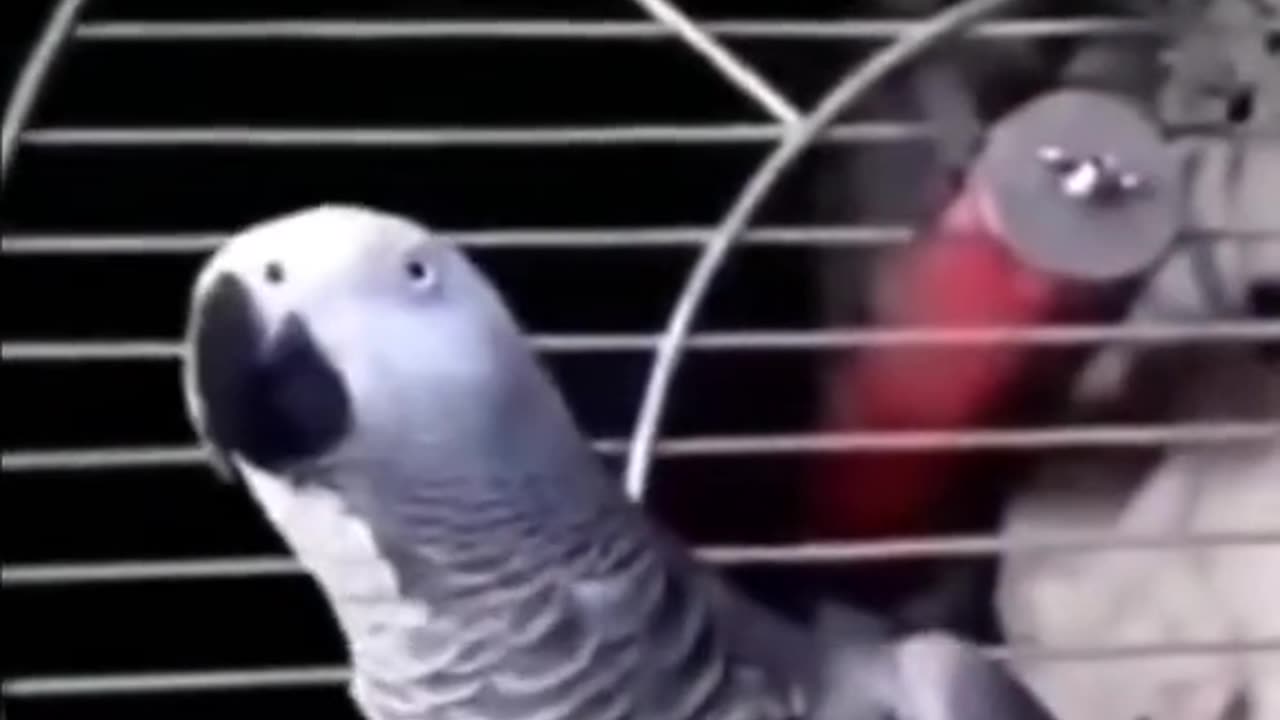 English parrot :D