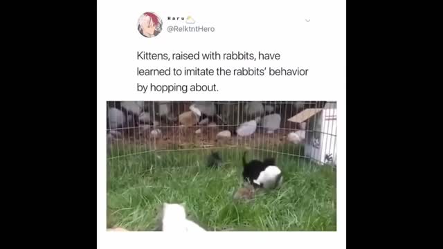 Cute animals #21