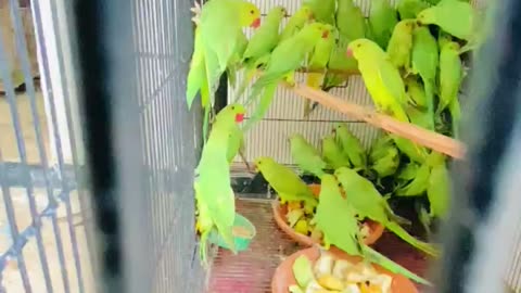 Green Parrots💕