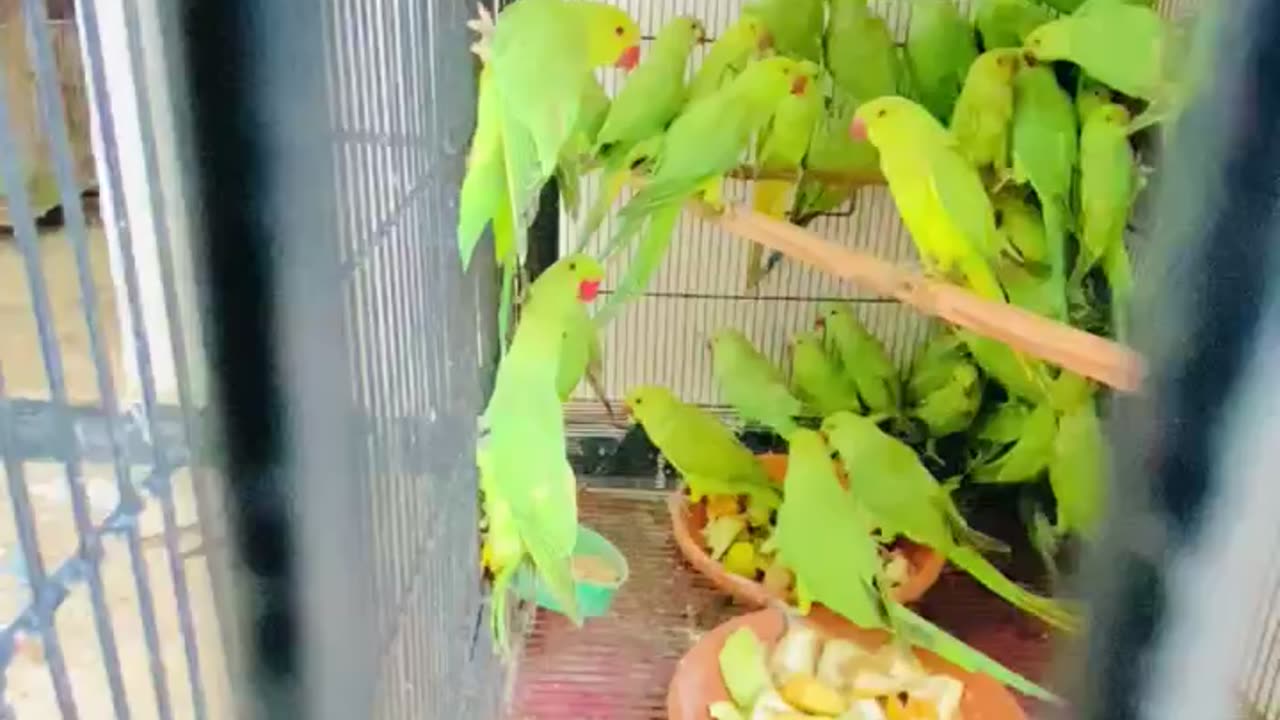 Green Parrots💕