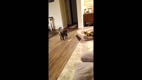 Kramer Zoomie Play