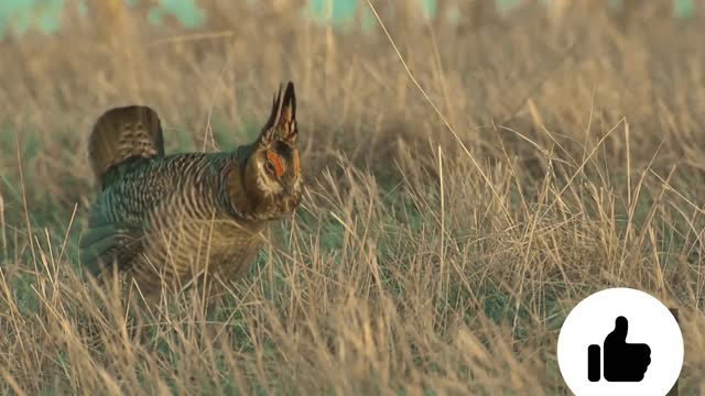 20% of species in Canada are endangered, according to a report.