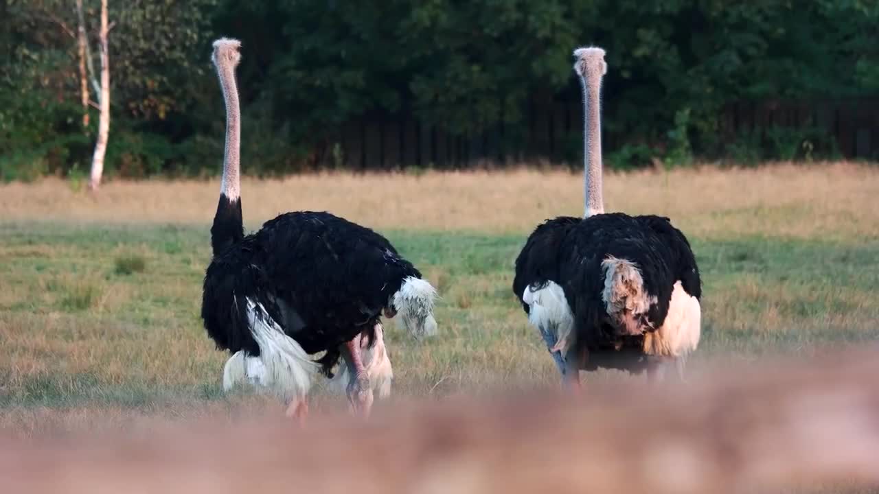 Trois Guépard vs Autruche, Combat à Mort !!