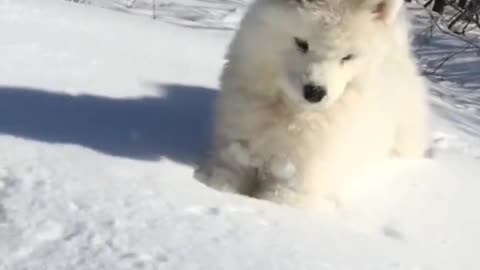 Samoyed