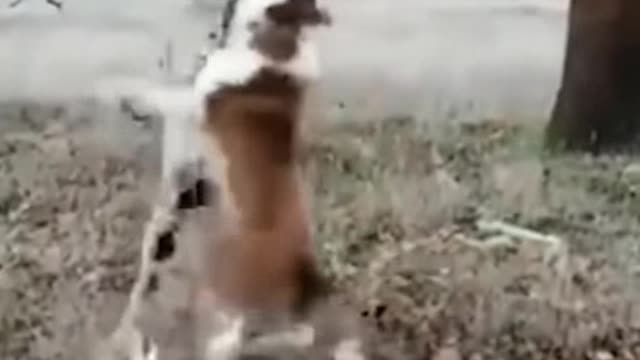 A powerful acrobatic amazing dog shows 2020