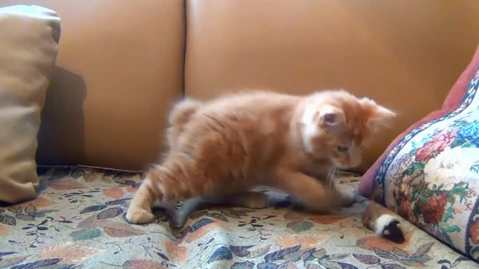 Little Cat Playing with it's Toy Mouse|Cute little Cat.