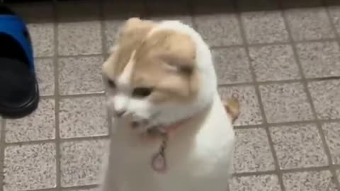 FUNNY CATS and DOGS 🐱🐶