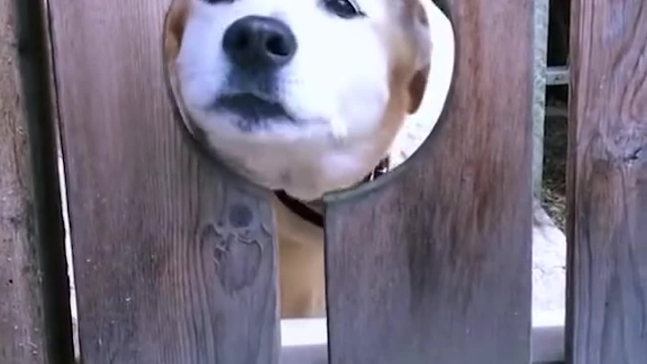 Cute puppy