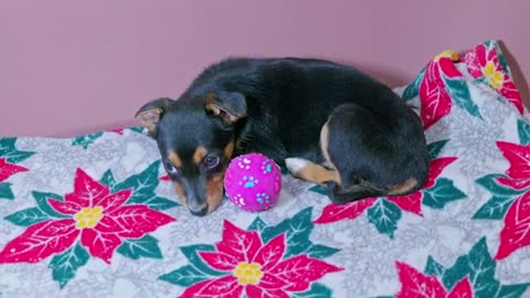 Puppy Posed for Me in a Cutest Way! Like a Model!