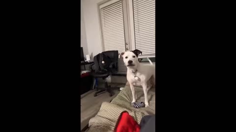 Funny Animal Video