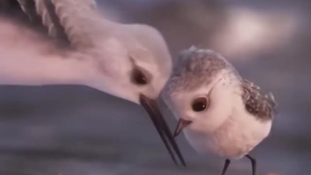 Smart bird dancing with mother bird by the lake