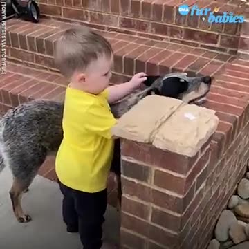 Protective pup protects toddler every step of the way l GMA