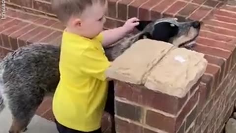 Protective pup protects toddler every step of the way l GMA