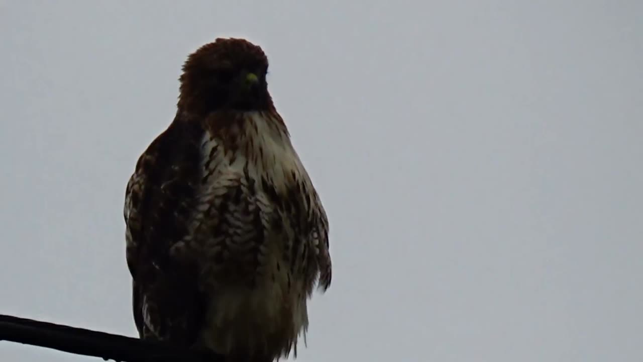 Red-tailed hawk