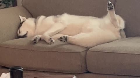 Husky Dog PRETENDS He Wasn't ASLEEP!!!