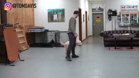 How to Teach ANY dog to walk nice on the leash | 5 MINUTE DOG TRAINING RESULTS!