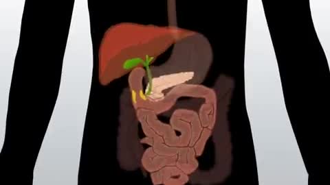 Digestive System | How The Digestive System Works | Animated Music Video |