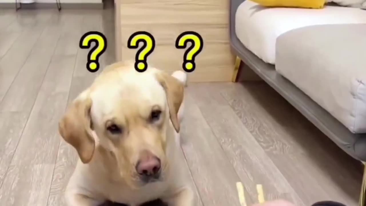 Funny dog