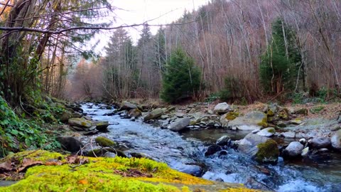 Forest River Nature Sounds Water Flow, Birdsong for Relaxing, Meditation, Yoga