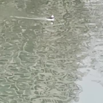 Bufflehead Duck