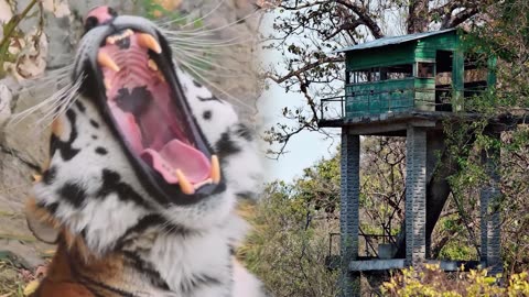 Tiger Begs Soldier For Help, But The Reason Behind It Surprised Everyone!