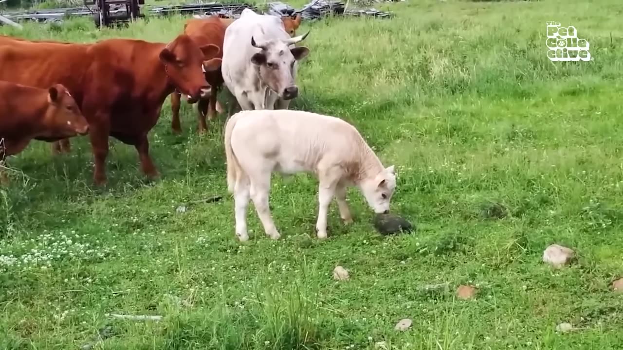 Funniest Farm Animals