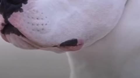 El dogo argentino