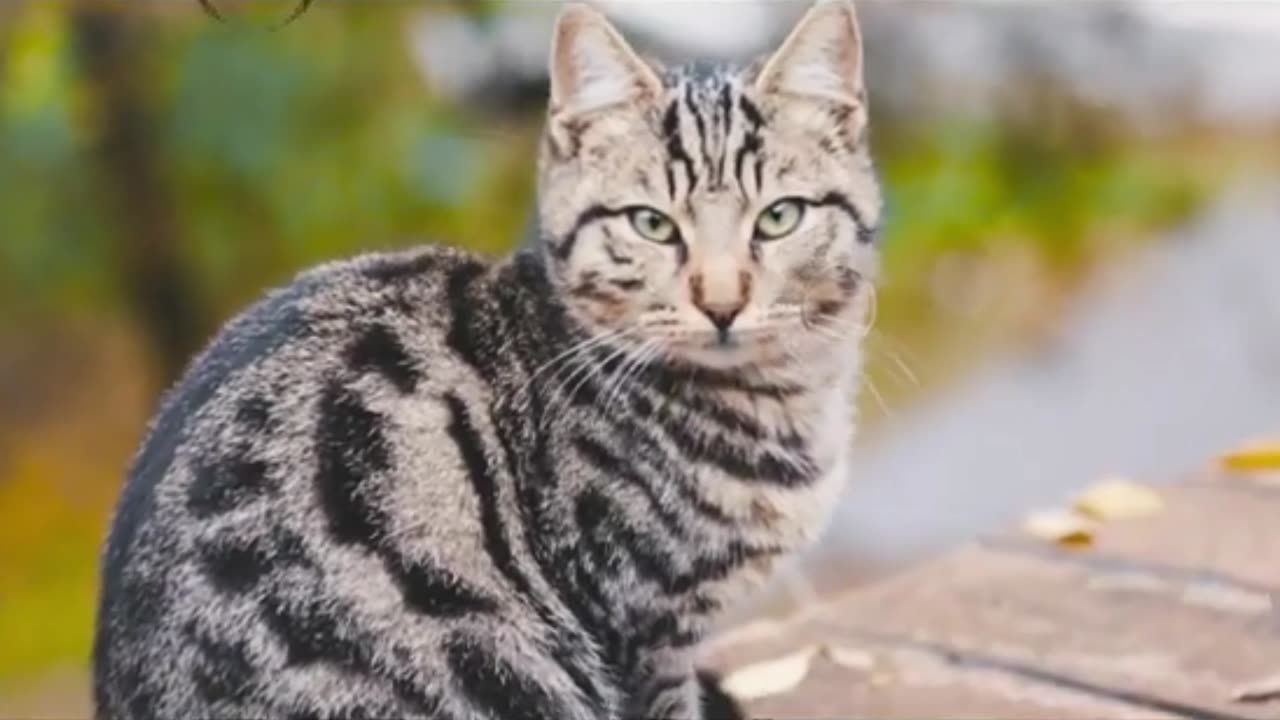 Innocent Cat