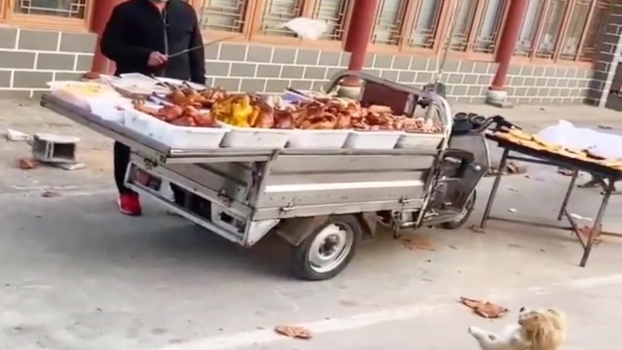 Funniest Videos 2023 😂 Funny Cats 🐱 and Dogs 🐶 Part 53